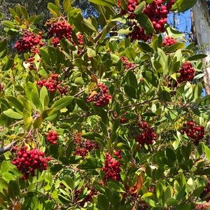 Meet your Posher, Phoebe